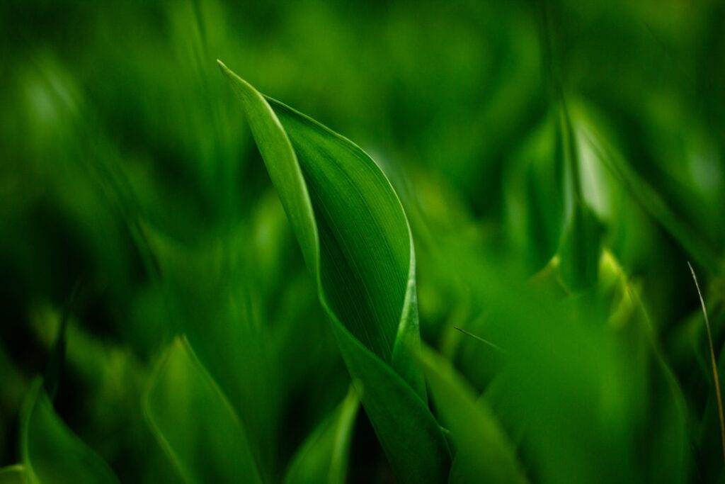 Beneficiile utilizării ceaiului verde pentru sănătatea generală